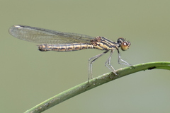 Libellago indica