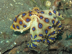 Hapalochlaena lunulata