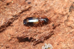 Philorhizus