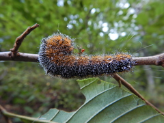 Acronicta hastulifera