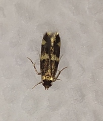 Oegoconia deauratella