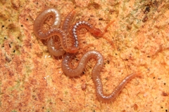 Geophilidae