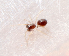 Zodariidae