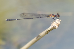 Prodasineura verticalis