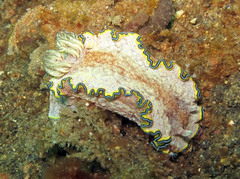 Glossodoris