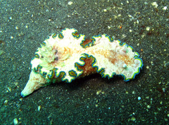 Glossodoris