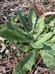 Plantago virginica
