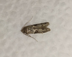 Blastobasis phycidella