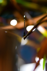 Mortonagrion appendiculatum