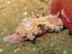 Glossodoris acosti