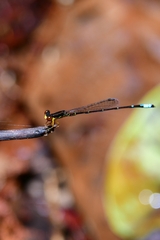 Mortonagrion appendiculatum