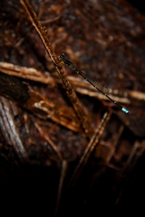 Mortonagrion appendiculatum