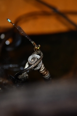 Mortonagrion appendiculatum