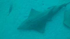 Rhynchobatus australiae