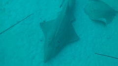 Rhynchobatus australiae