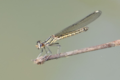 Libellago indica