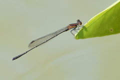 Prodasineura verticalis