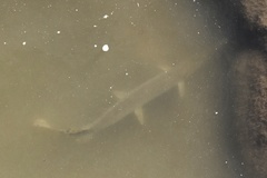 Lepisosteus platostomus