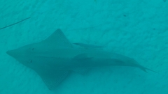 Rhynchobatus australiae