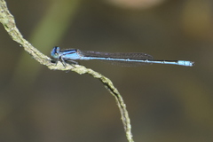 Pseudagrion spencei
