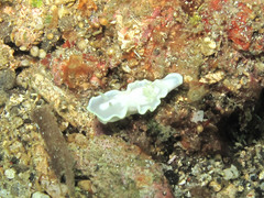 Glossodoris buko
