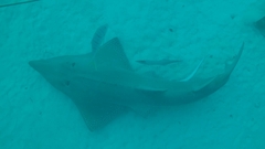 Rhynchobatus australiae