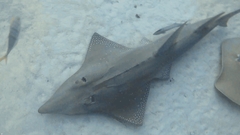 Rhynchobatus australiae