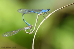 Pseudagrion spencei