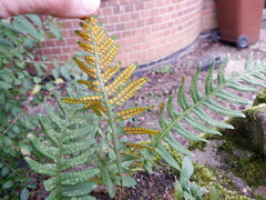 Polypodium interjectum