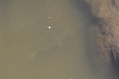 Lepisosteus platostomus