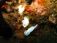 Glossodoris buko