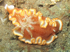 Glossodoris rufomarginata