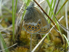Coenonympha hero