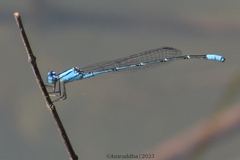 Pseudagrion australasiae