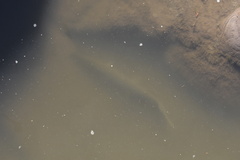 Lepisosteus platostomus