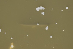 Lepisosteus platostomus