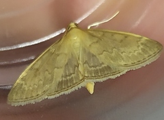 Anania fuscalis