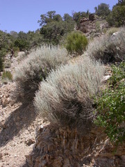 Artemisia bigelovii