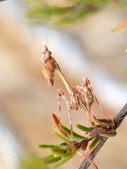Empusa binotata