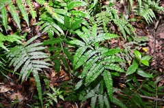 Pteris setulosocostulata