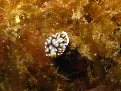 Goniobranchus geometricus