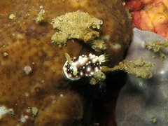 Goniobranchus geometricus