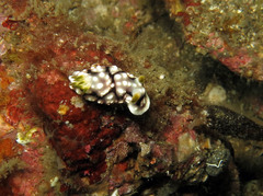 Goniobranchus geometricus