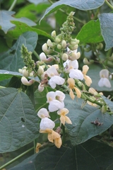 Phaseolus vulgaris