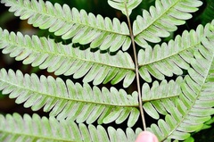 Pteris setulosocostulata