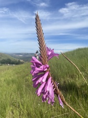 Watsonia densiflora