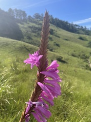 Watsonia densiflora