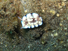 Goniobranchus hintuanensis