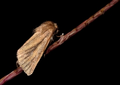 Denticucullus mabillei