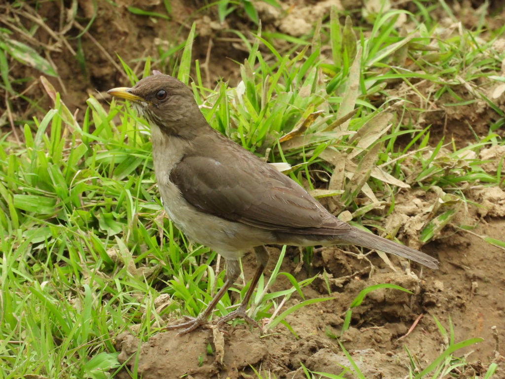 Creamy-bellied Thrush photo